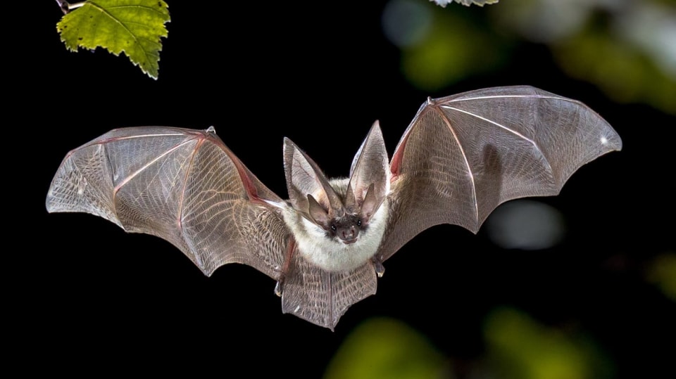 Je i tento druh netopýra (Plecotus austriacus) nositelem neznámých koronavirů?